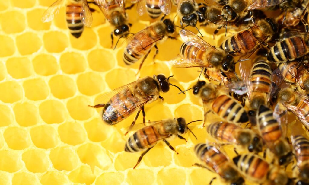 Bienen sind sehr nützliche Tiere und stehen unter Artenschutz.
