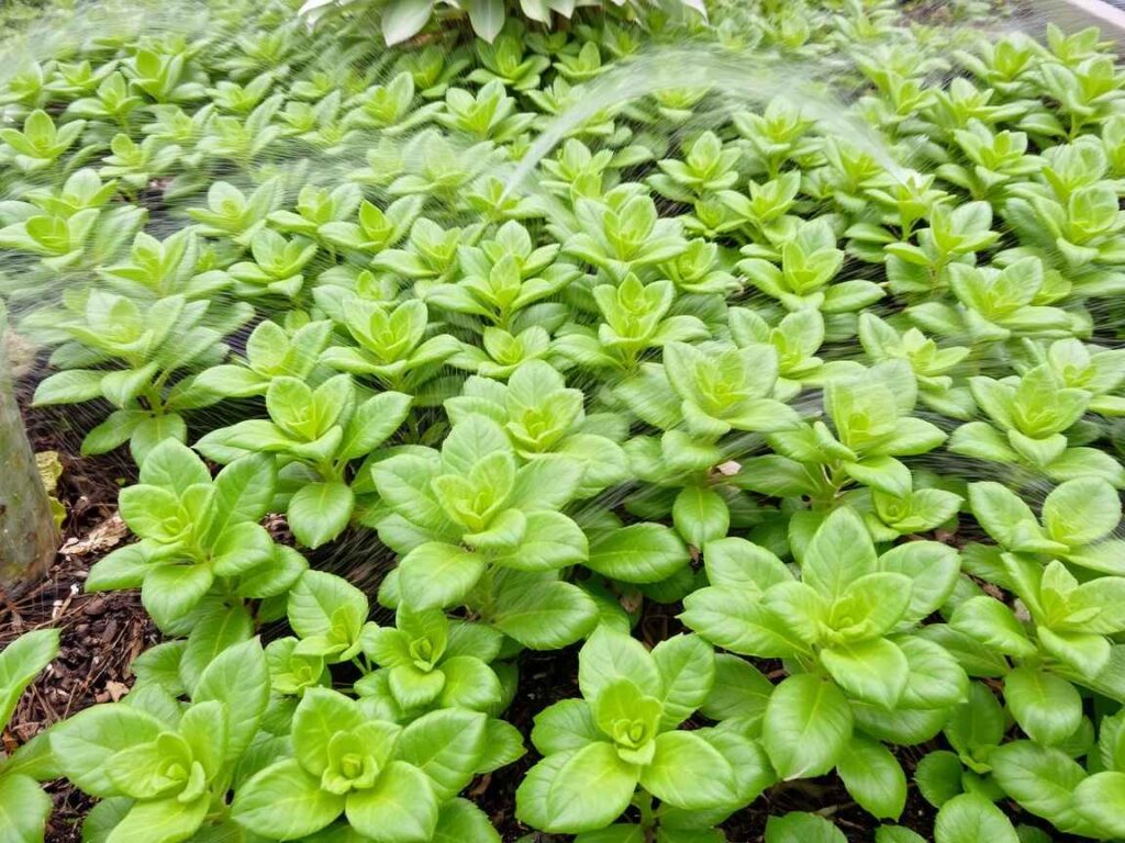 Ein grüner Garten mit gleichmäßig bewässerten Pflanzen.