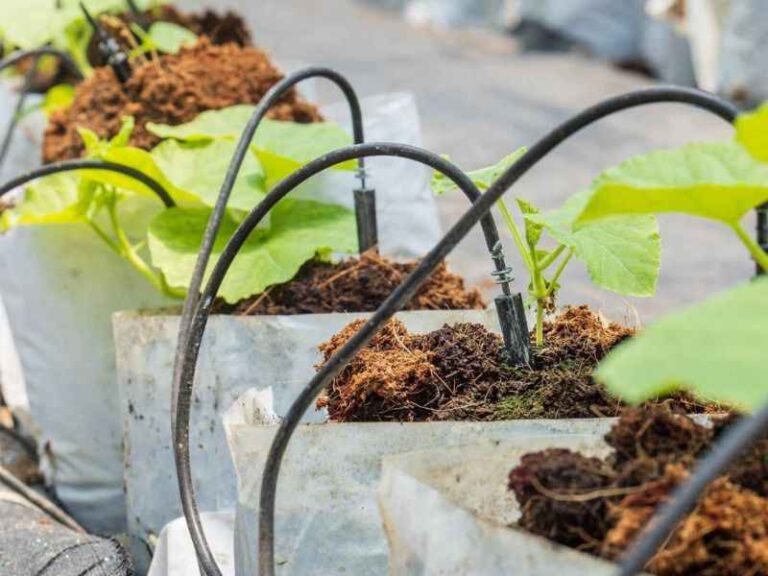 Jungpflanzen werden mit einem Micro-Drip-System bewässert.