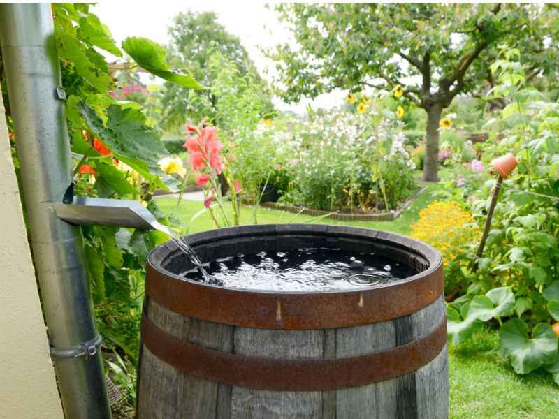Eine Regentonne für die Gartenbewässerung mit Regenwasser.