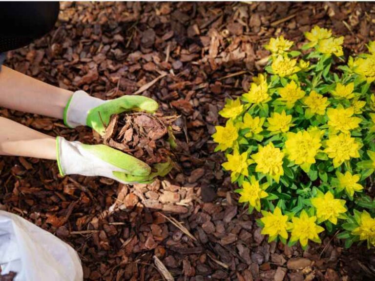 Blumenbeet: Mulchen hält die Feuchtigkeit länger im Boden.